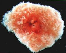 Embryo 8 Wochen