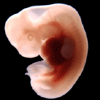 Embryo, 41 Tage alt
